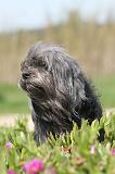 PETIT CHIEN LION 084